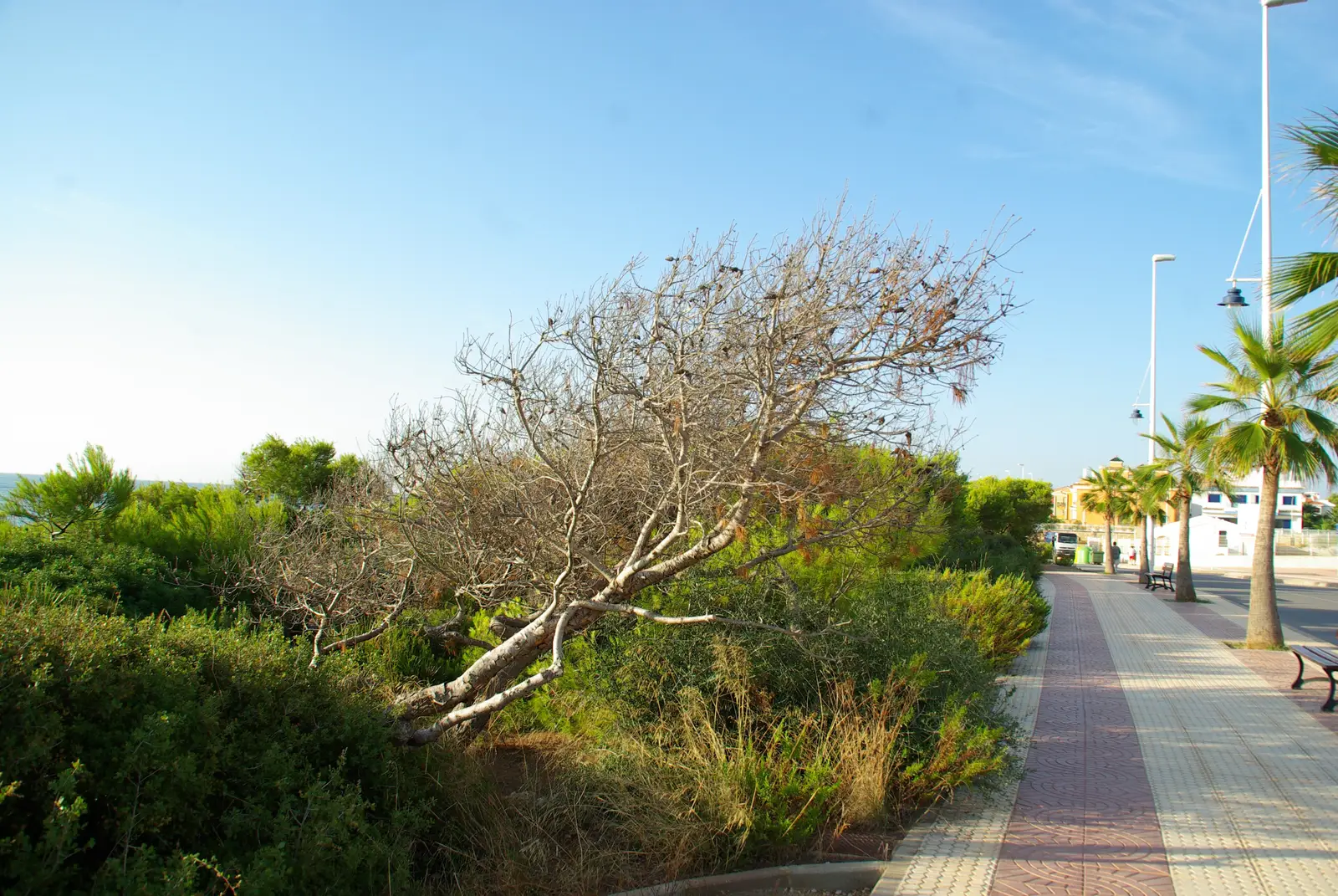 Paseo marítimo de Alcossebre con palmeras y pinos